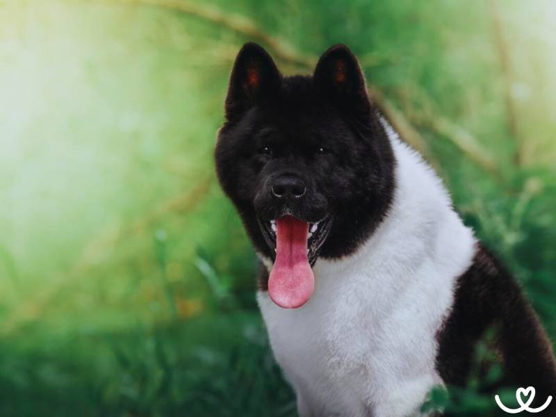 Psi-plemeno-akita-inu (8)